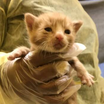 Bobbin -  Domestic Short Hair Cat for Adoption in Philadelphia, Pennsylvania - Bobbin | PetCurious