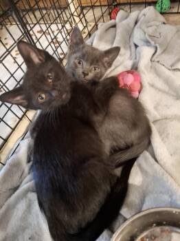Kettle Corn (black w/tan collar) P. -  Domestic Short Hair Cat for Adoption in West Peoria, Illinois - Kettle Corn (black W/tan Collar) P. | PetCurious