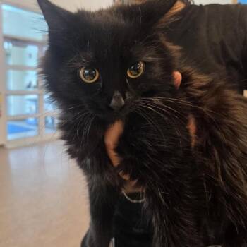 Nightshade -  Domestic Medium Hair Cat for Adoption in Brentwood, Missouri - Nightshade | PetCurious
