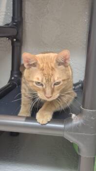 Simba -  Domestic Short Hair Cat for Adoption in Richmond, Kentucky - Simba | PetCurious