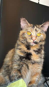 Rescue Domestic Short Hair Cats for Adoption in Sayreville, New Jersey - Mimi | PetCurious