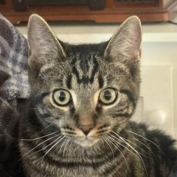 Alvin -  Domestic Short Hair Cat for Adoption in Cambridge, Ontario - Alvin | PetCurious