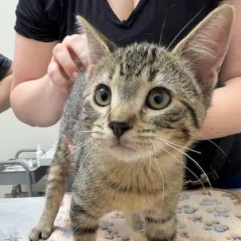 Alice -  Domestic Short Hair Cat for Adoption in Chaska, Minnesota - Alice | PetCurious