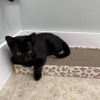 Tito (and Ella) -  Domestic Short Hair Cat for Adoption in Huddleston, Virginia - Tito (and Ella) | PetCurious