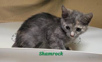 Domestic Short Hair Cats Available for Adoption in Cedar Rapids, Iowa - Shamrock | PetCurious