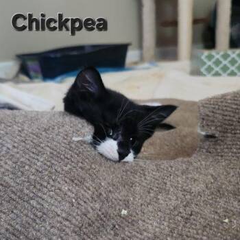 Chickpea -  Domestic Medium Hair Cat for Adoption in Seven Valleys, Pennsylvania - Chickpea | PetCurious