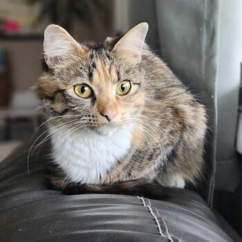 Maggie -  Domestic Short Hair Cat for Adoption in Lynchburg, Virginia - Maggie | PetCurious
