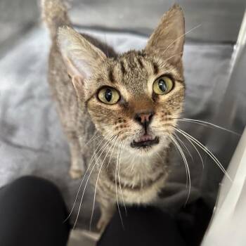 Cherry -  Domestic Short Hair Cat for Adoption in Austin, Texas - Cherry | PetCurious