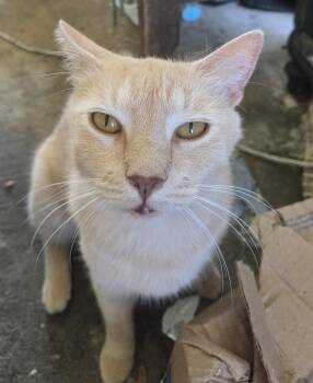 Rescue Domestic Short Hair Cats for Adoption in Frederick, Maryland - Simba -- Courtesy Post | PetCurious