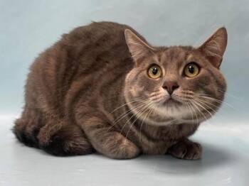 Bear -  Domestic Short Hair Cat for Adoption in Minneapolis, Minnesota - Bear | PetCurious