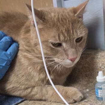 Rescue Domestic Short Hair Cats for Adoption - Stitch | PetCurious