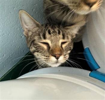 ASIAN CARP -  Domestic Short Hair Cat for Adoption in Peoria, Illinois - ASIAN CARP | PetCurious