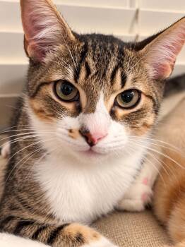 Romie -  Oriental Short Hair Cat for Adoption in Santa Cruz, California - Romie | PetCurious