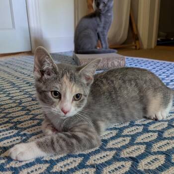 Domestic Short Hair Cats Available for Adoption in Durham, North Carolina - Cardi (Cardamom) | PetCurious