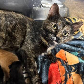 Domestic Short Hair Cats Available for Adoption in Granville, Ohio - Margarita | PetCurious