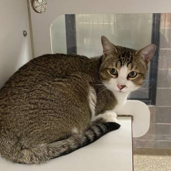 Luka -  Domestic Short Hair Cat for Adoption in Cheyenne, Wyoming - Luka | PetCurious