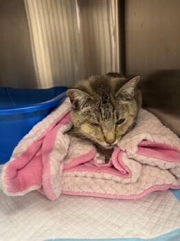 Domestic Short Hair Cats Available for Adoption in Dallas, Texas - JO | PetCurious