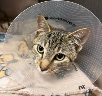 Domestic Short Hair Cats Available for Adoption - Dragonfly (Petco) | PetCurious