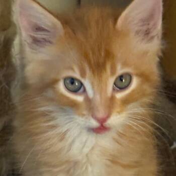 Reggie - Chino Hills Location **By Appointment** -  Domestic Long Hair Cat for Adoption in Chino Hills, California - Reggie - Chino Hills Location **By Appointment** | PetCurious