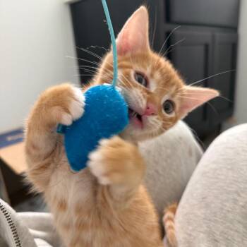 Domestic Short Hair Cats Available for Adoption - Jupiter | PetCurious