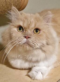 Honey -  Persian Cat for Adoption in Converse, Texas - Honey | PetCurious