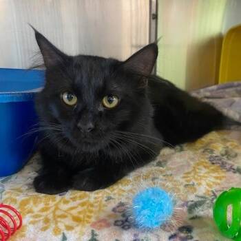 Marvin -  Domestic Long Hair Cat for Adoption in Emporia, Kansas - Marvin | PetCurious