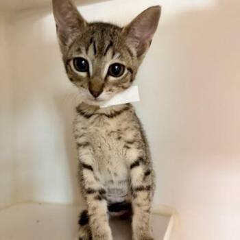Domestic Short Hair Cats Available for Adoption in Phoenix, Arizona - Brandy | PetCurious