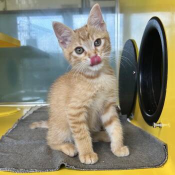 Maxx -  Domestic Short Hair Cat for Adoption in Abilene, Texas - Maxx | PetCurious