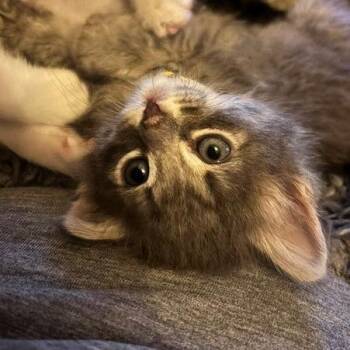 Zoey* -  Domestic Medium Hair Cat for Adoption in San Gabriel, California - Zoey* | PetCurious