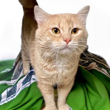 Domestic Medium Hair Cats Available for Adoption in Graham, Washington - BUBBALOO | PetCurious