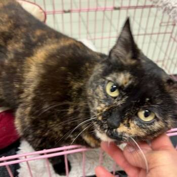 Rescue Domestic Short Hair Cats for Adoption in Dayton, Ohio - Tululah | PetCurious