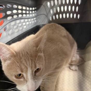 Jolly -  Domestic Short Hair Cat for Adoption in New York, New York - Jolly | PetCurious