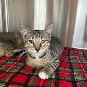 Oliver -  Domestic Short Hair Cat for Adoption in Knoxville, Tennessee - Oliver | PetCurious