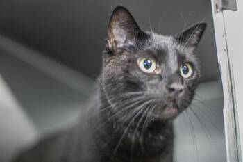 Domestic Short Hair Cats Available for Adoption in Charlotte, North Carolina - GENGAR | PetCurious