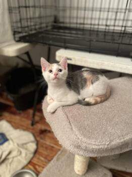 Saphira -  Domestic Short Hair Cat for Adoption in Trenton, New Jersey - Saphira | PetCurious