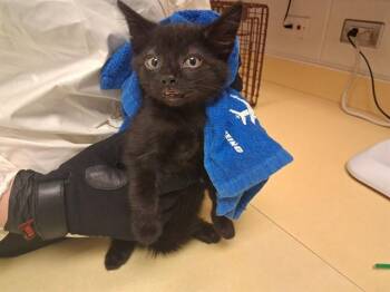 POPSICLE -  Domestic Short Hair Cat for Adoption in Colorado Springs, Colorado - POPSICLE | PetCurious