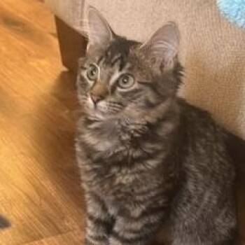 Minnie -  Domestic Medium Hair Cat for Adoption in Lemoyne, Pennsylvania - Minnie | PetCurious