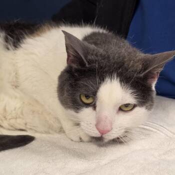 Lucy -  Domestic Short Hair Cat for Adoption in Newark, New Jersey - Lucy | PetCurious