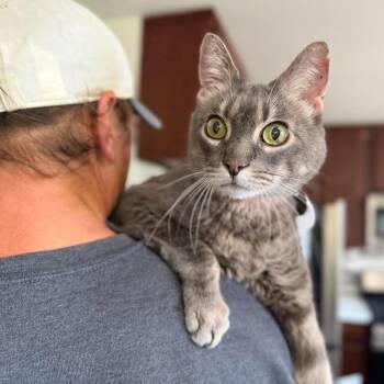 Domestic Short Hair Cats Available for Adoption in Ramona, California - Boots | PetCurious