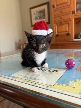 Fargo -  American Shorthair Cat for Adoption in Bethel Park, Pennsylvania - Fargo | PetCurious