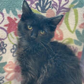 Berenstein Bear -  Domestic Medium Hair Cat for Adoption in Matteson, Illinois - Berenstein Bear | PetCurious