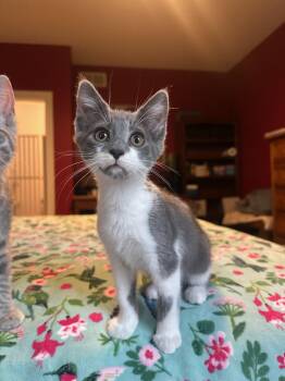 Toshiro -  Domestic Short Hair Cat for Adoption in Hartville, Ohio - Toshiro | PetCurious
