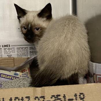 Si -  Domestic Short Hair Cat for Adoption in Cheyenne, Wyoming - Si | PetCurious