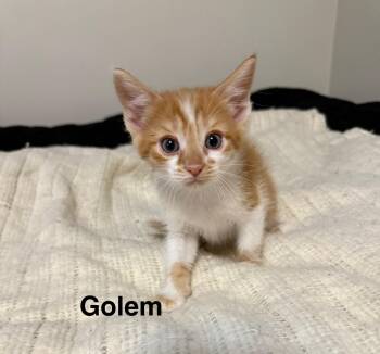 Rescue American Shorthair Cats for Adoption in Massillon, Ohio - Golem | PetCurious