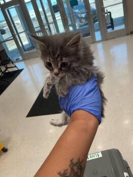 Whitney -  Domestic Medium Hair Cat for Adoption in Hobbs, New Mexico - Whitney | PetCurious