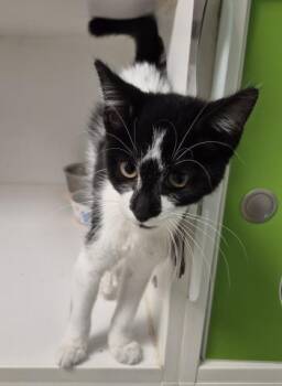 THIMBLE -  Domestic Short Hair Cat for Adoption in Decatur, Illinois - THIMBLE | PetCurious