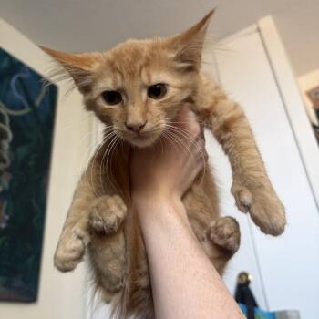 Fuzzy -  Domestic Medium Hair Cat for Adoption in New York, New York - Fuzzy | PetCurious