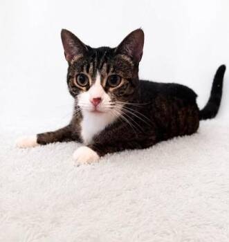 Maddy Catty -  Domestic Short Hair Cat for Adoption in Hobart, Indiana - Maddy Catty | PetCurious