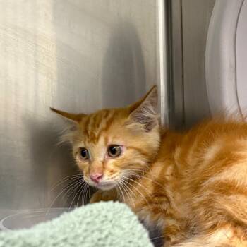 Butterfinger -  Domestic Short Hair Cat for Adoption in Milton, Florida - Butterfinger | PetCurious