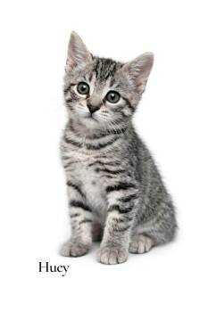 Domestic Short Hair Cats Available for Adoption in Stevensville, Michigan - Huey | PetCurious